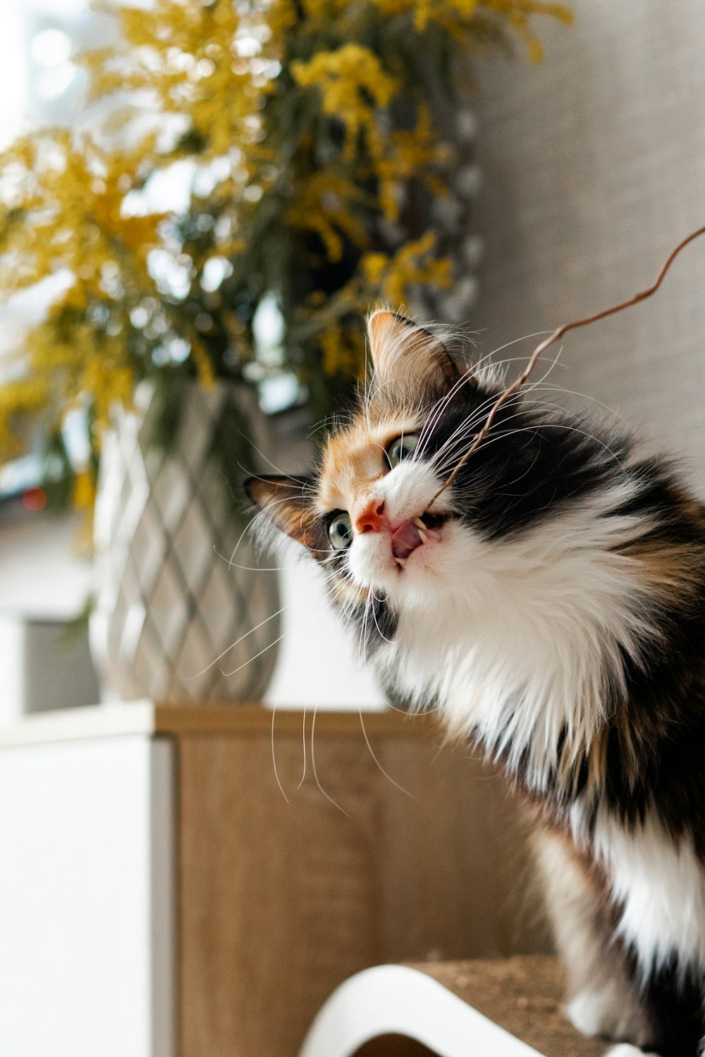 a cat sitting on top of a table next to a vase of flowers