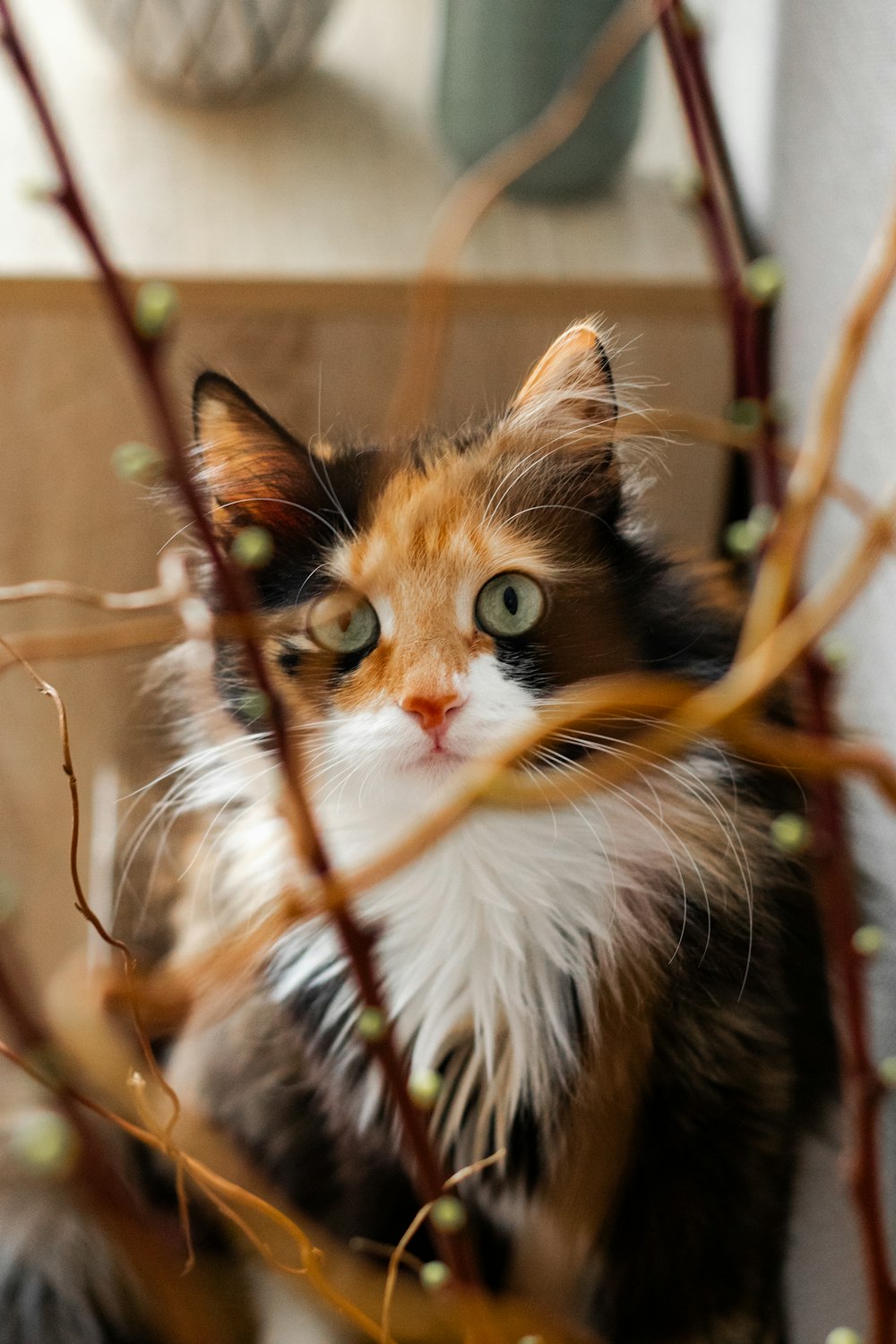 un chat calicot assis dans un arbre regardant la caméra