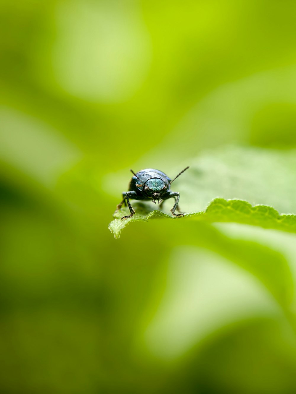 a bug that is sitting on a leaf