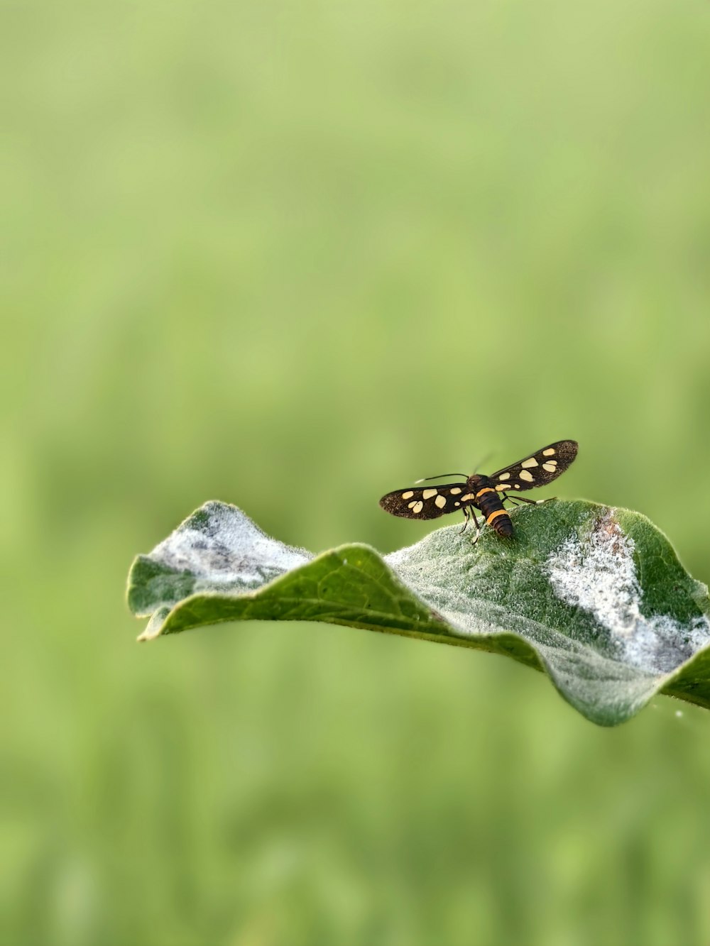 a butterfly sitting on top of a green leaf