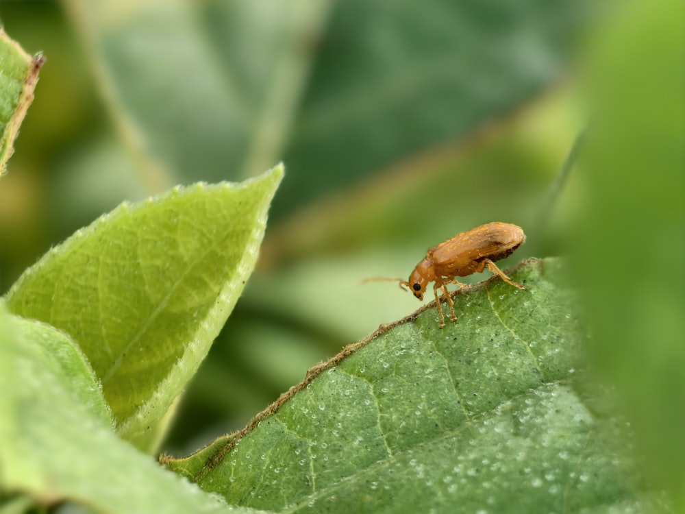 a bug is sitting on a green leaf