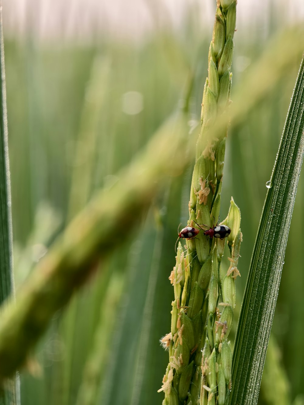 a bug crawling on a plant in a field