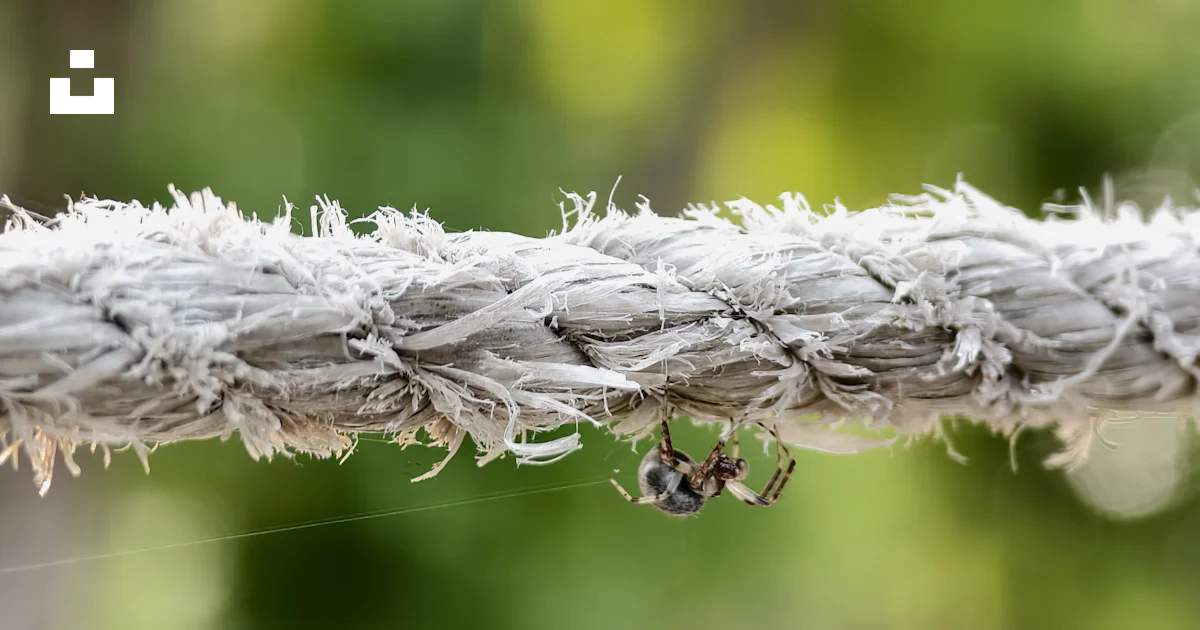 A close up of a rope with a bug on it photo – Free Spider Image on Unsplash