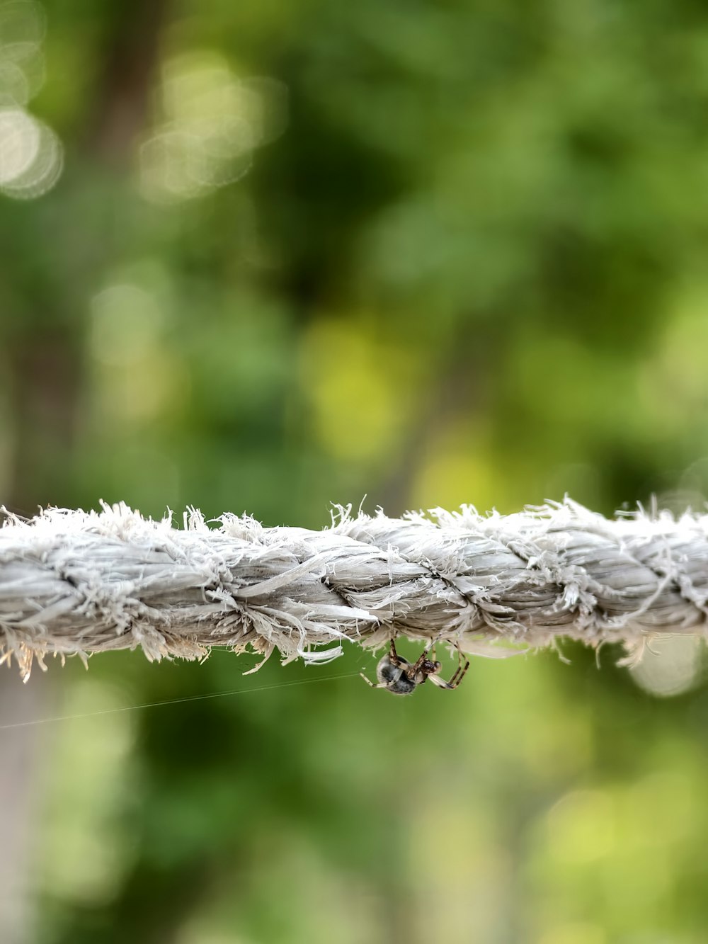 a close up of a rope with a bug on it
