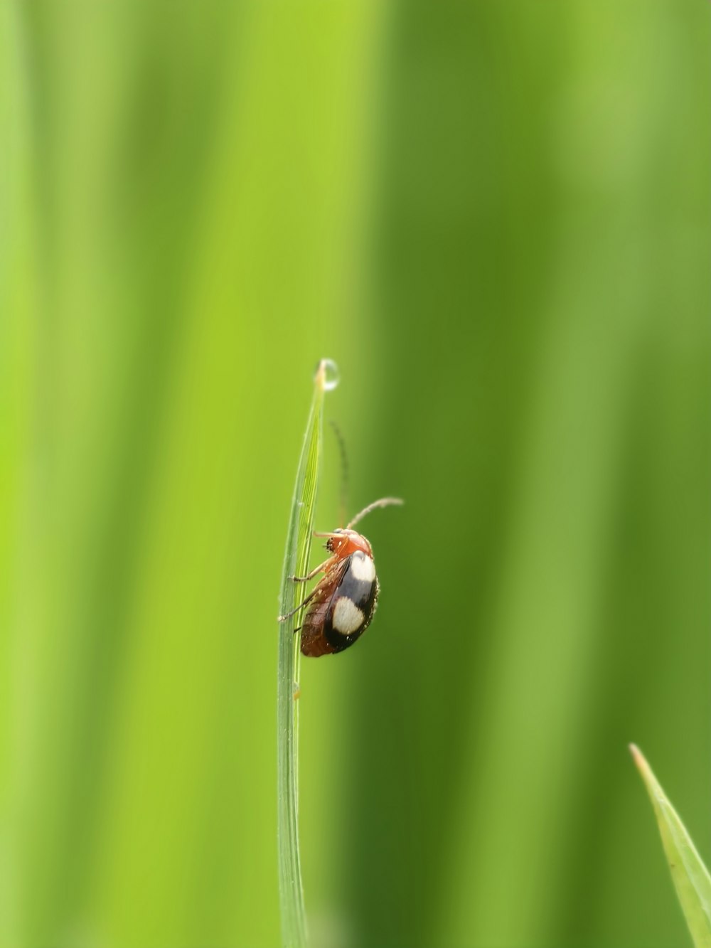 a bug sitting on top of a green plant