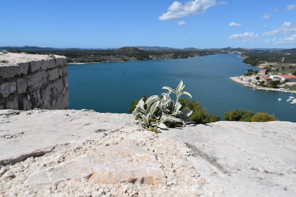 a plant is growing out of the rocks