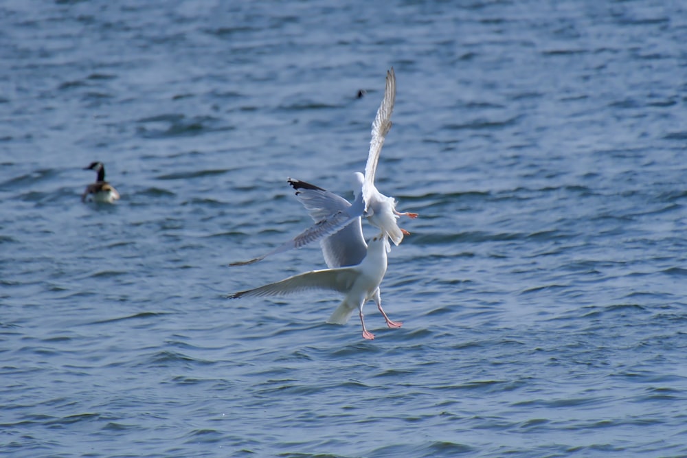 a seagull flying over a body of water