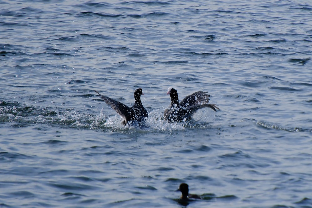 a couple of ducks are swimming in the water