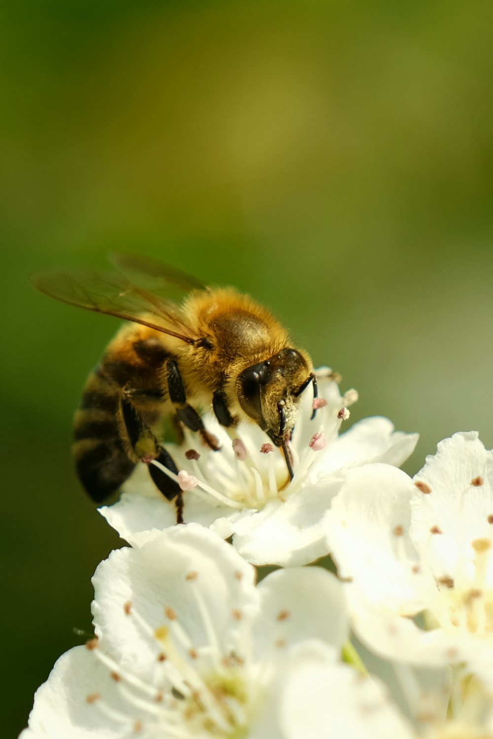 a close up of a bee on a flower