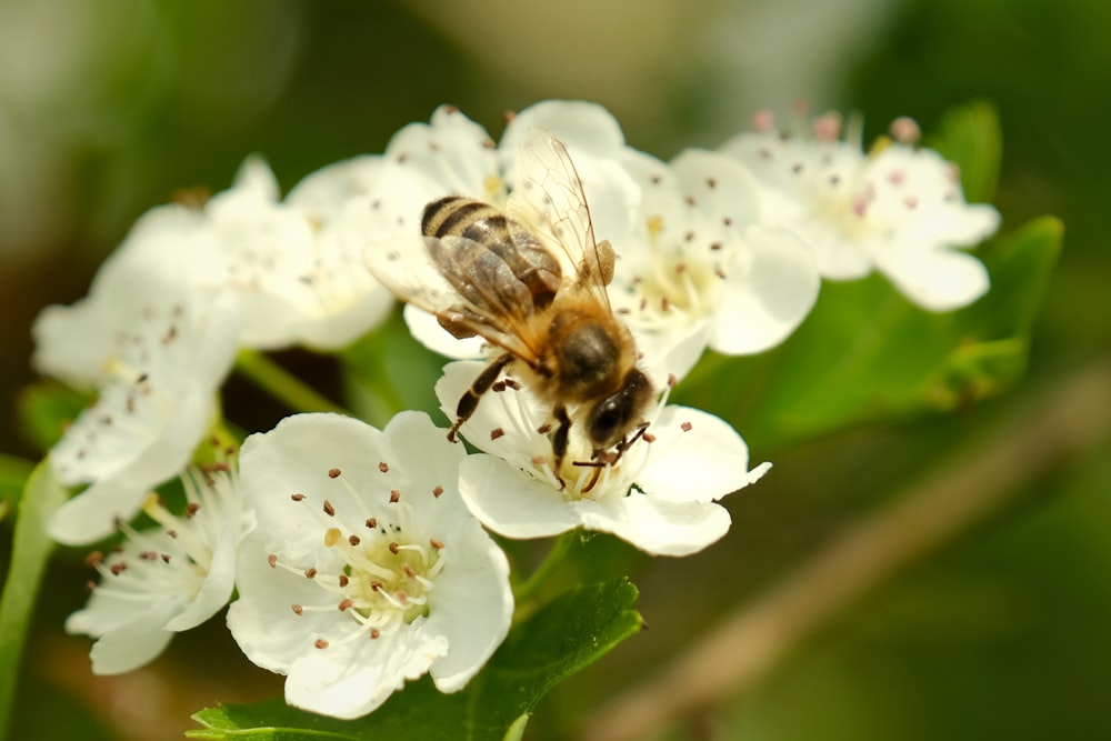 a bee is sitting on a white flower