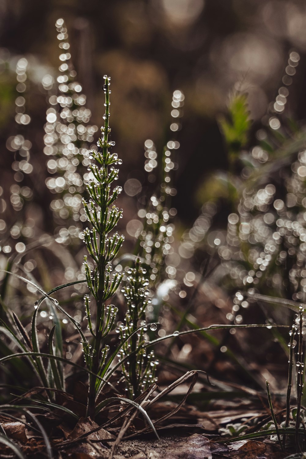 a close up of a plant with drops of water on it