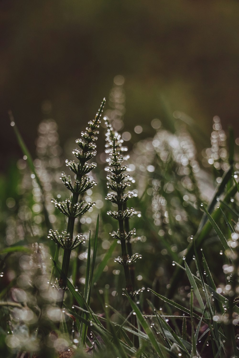 a close up of a plant with water droplets on it