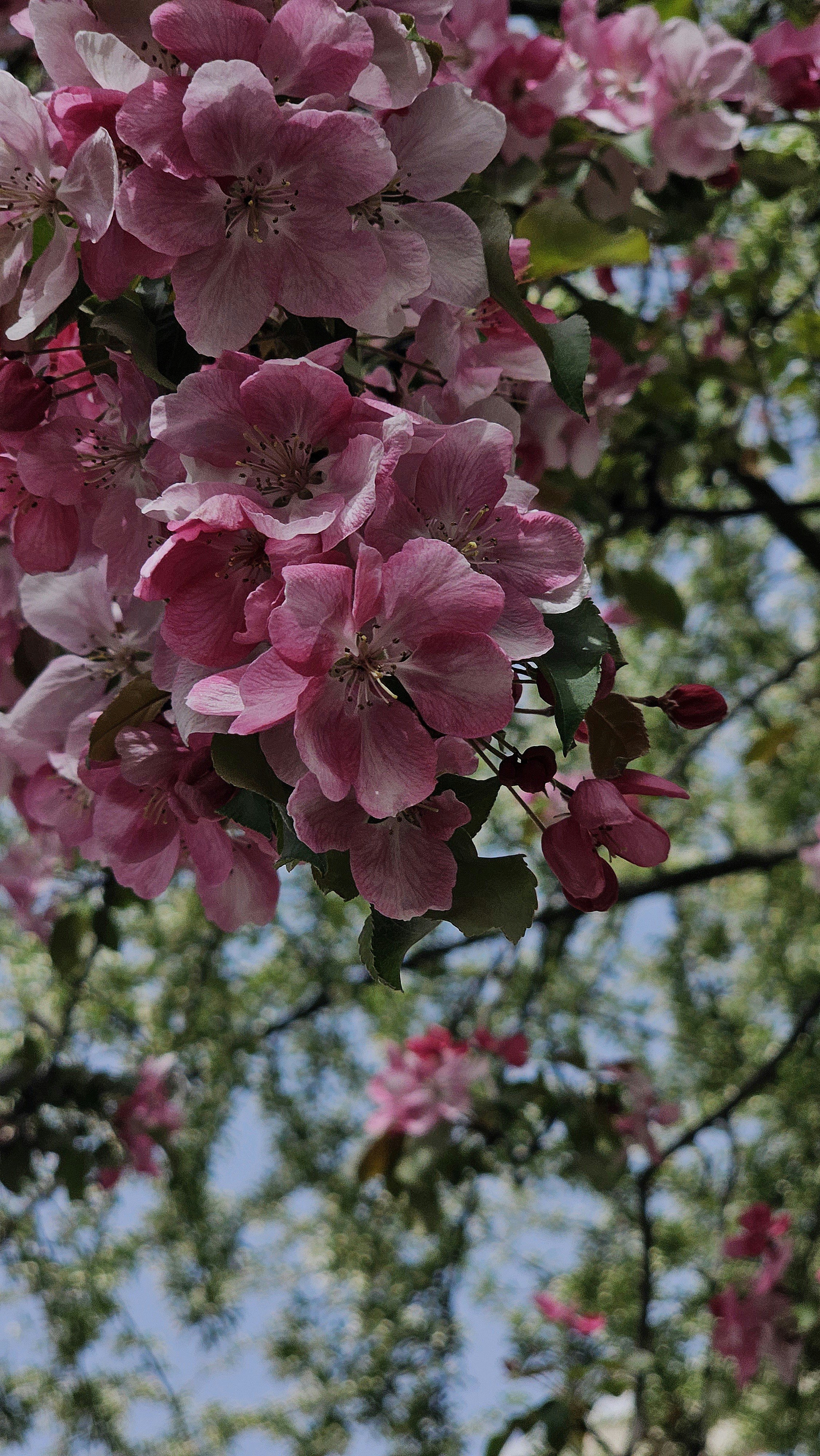 a bunch of pink flowers hanging from a tree