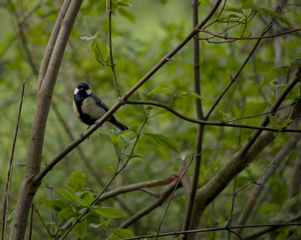 a small bird perched on a tree branch