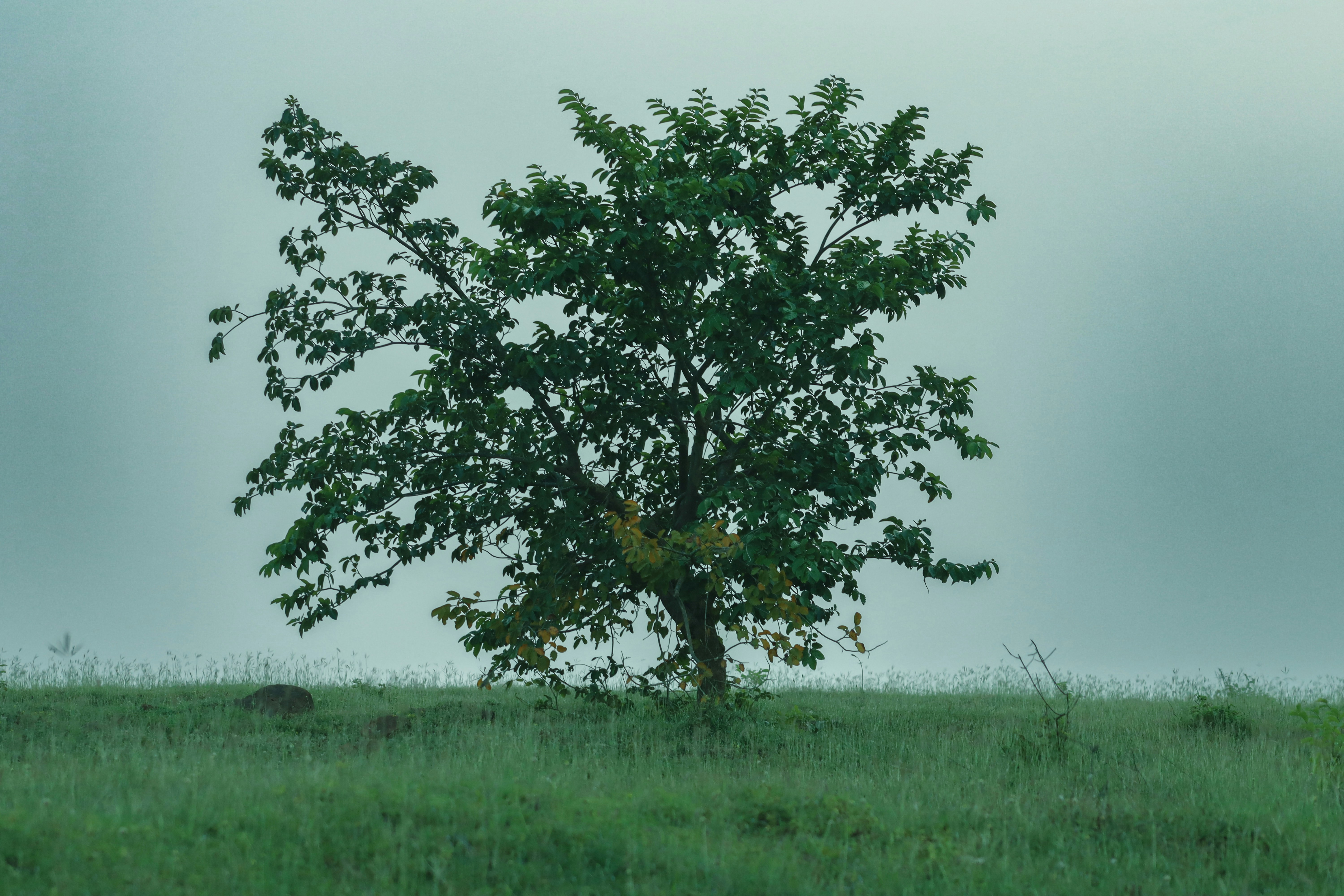 Photo by pushpak_art