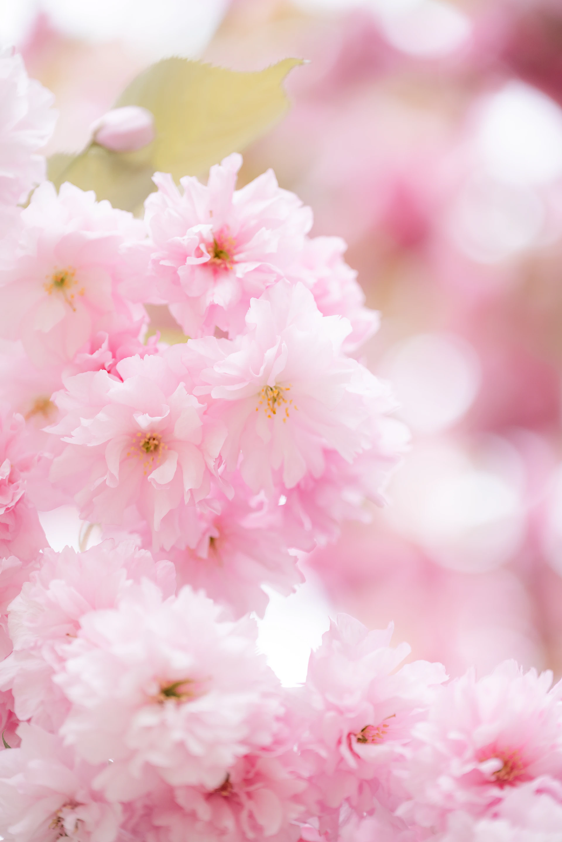a bunch of pink flowers that are on a tree