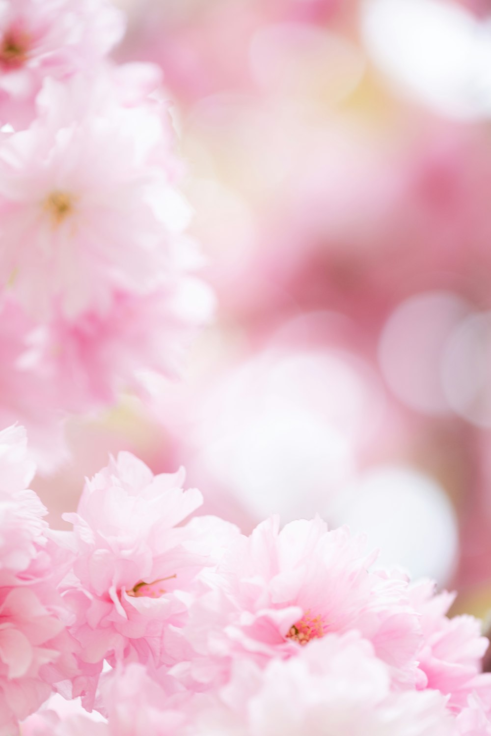 a close up of pink flowers on a tree