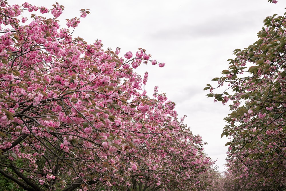 a row of trees with pink flowers on them