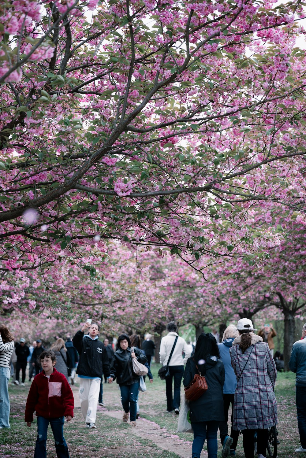 a group of people walking under a tree filled with pink flowers