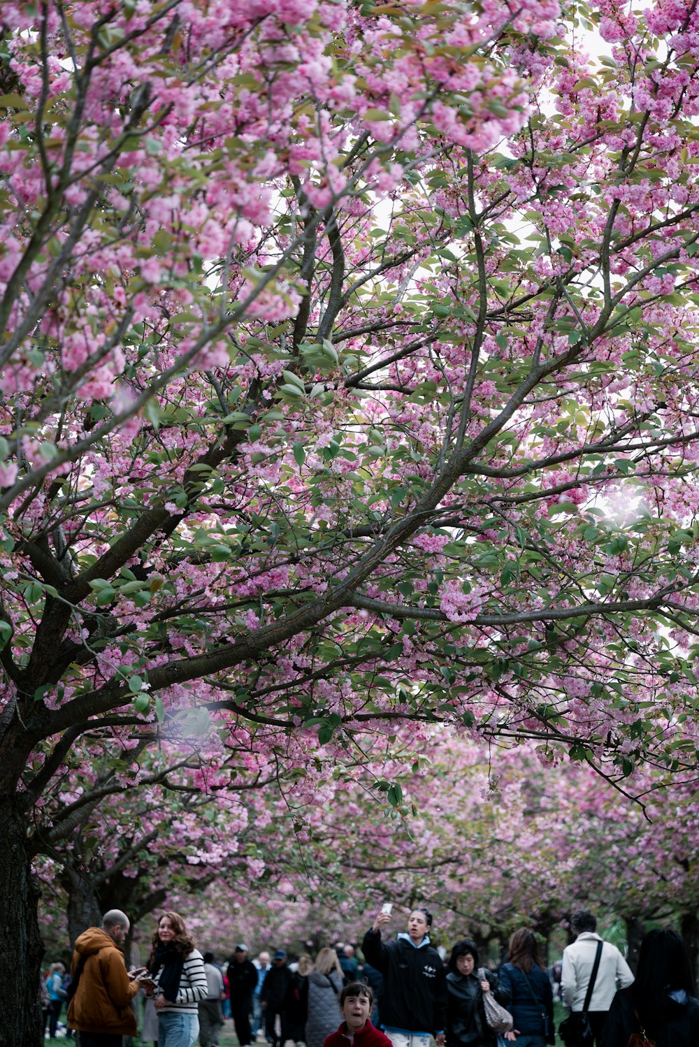a group of people standing under a tree filled with pink flowers