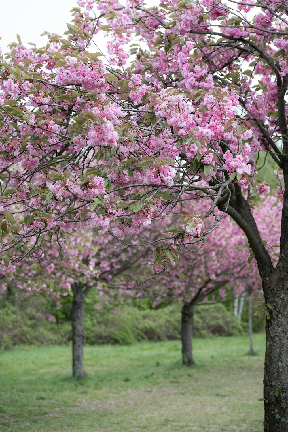 a tree with lots of pink flowers in a park