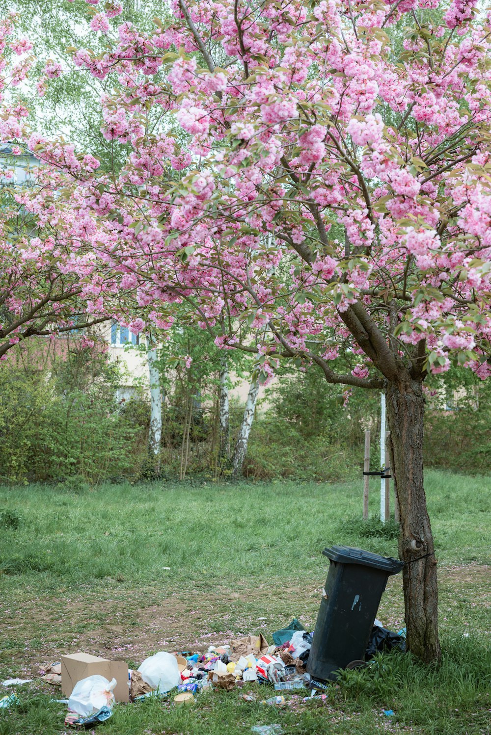 a trash can is next to a tree with pink flowers