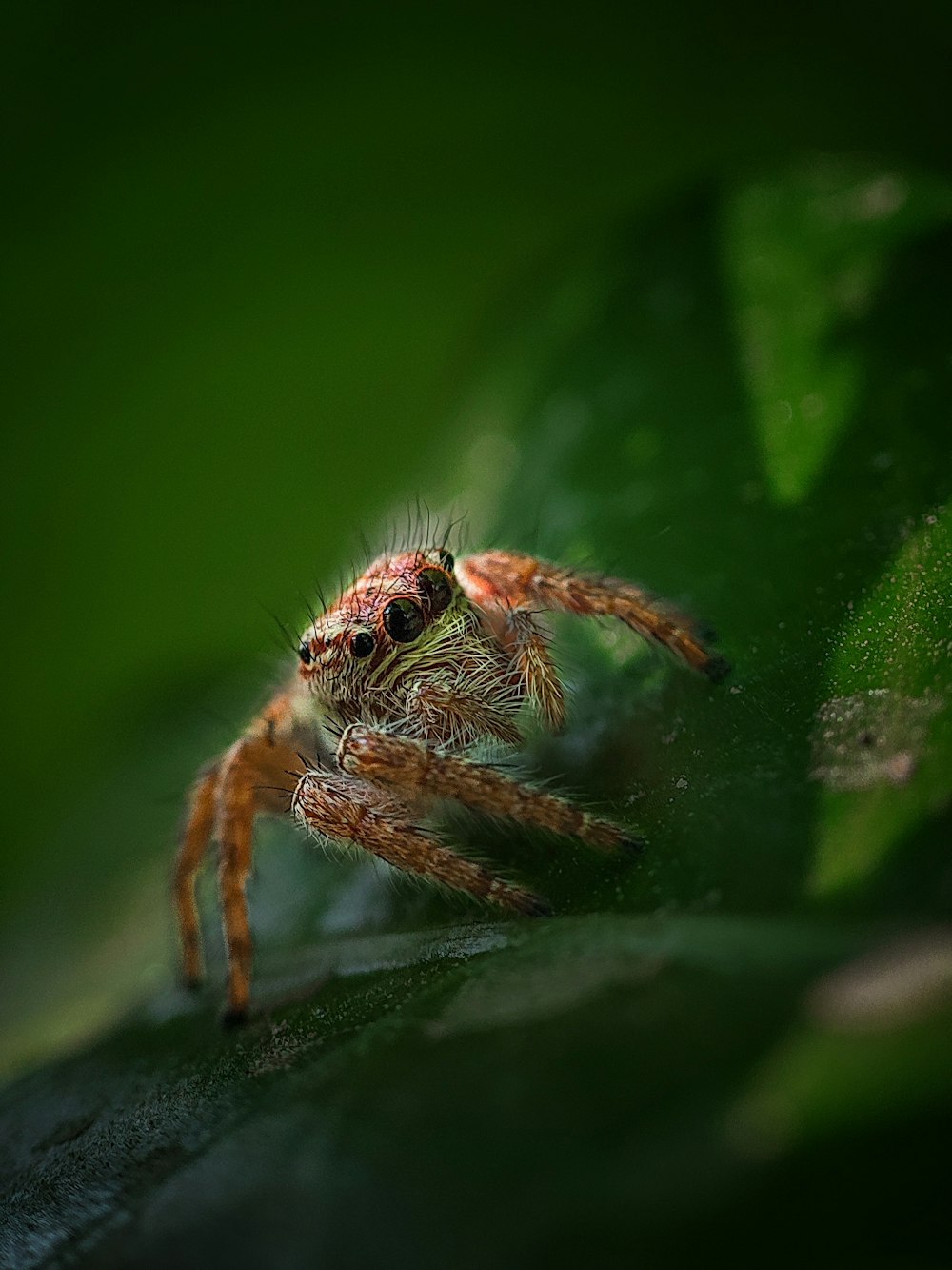 a close up of a spider on a leaf