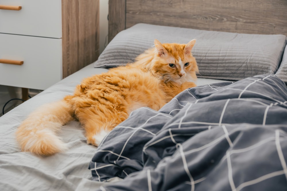 an orange cat laying on top of a bed