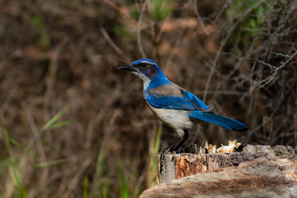 a blue and white bird sitting on a tree stump