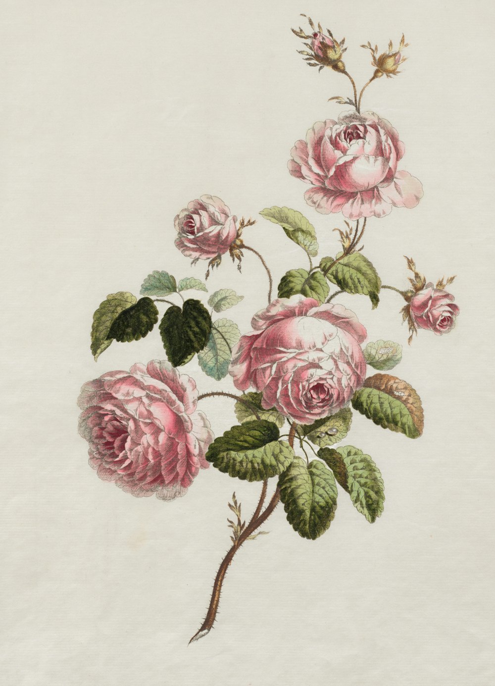 a painting of pink roses on a white background