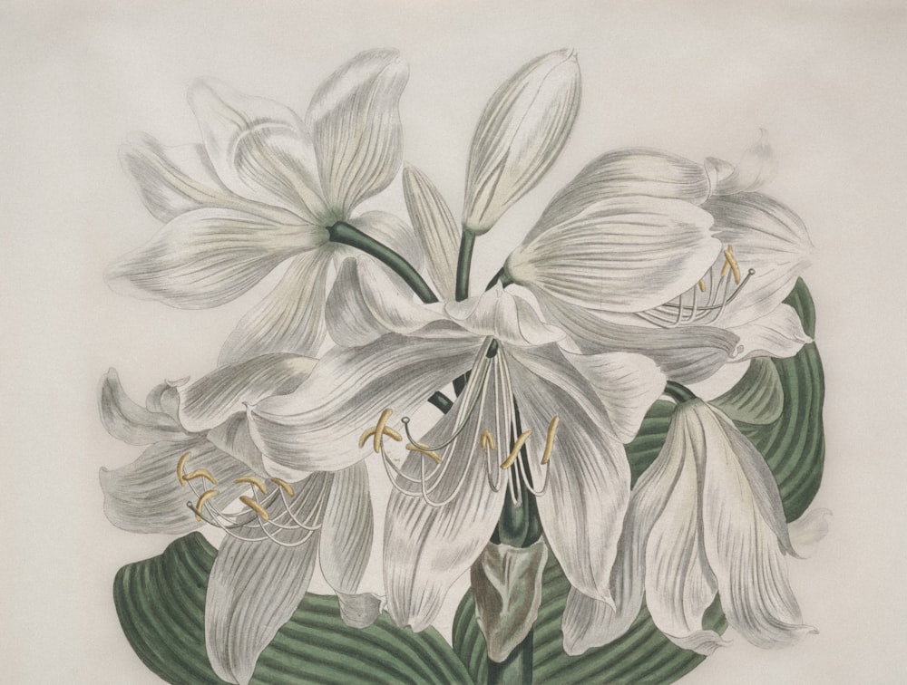 a drawing of white flowers on a white background