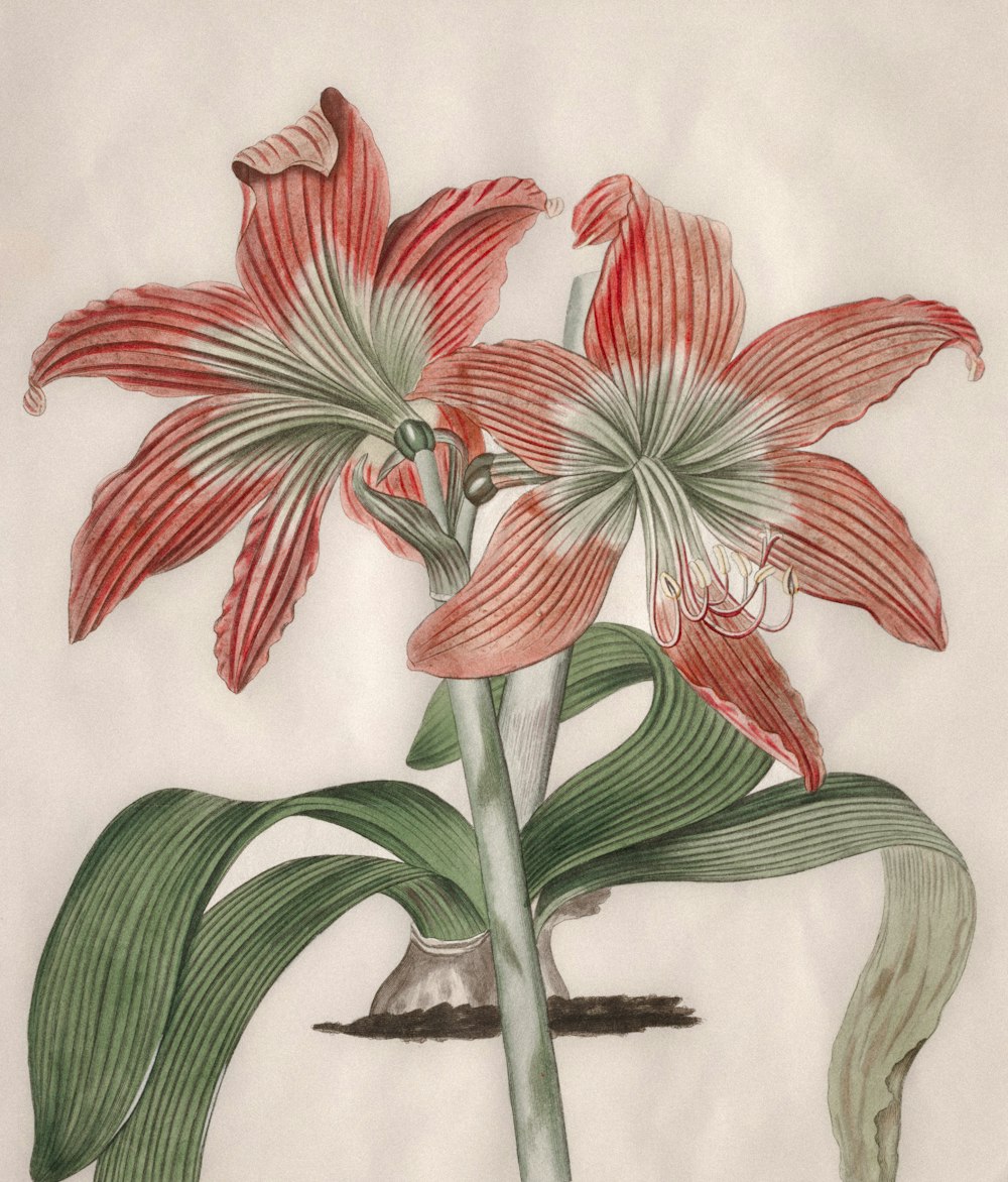 a drawing of a red flower on a white background