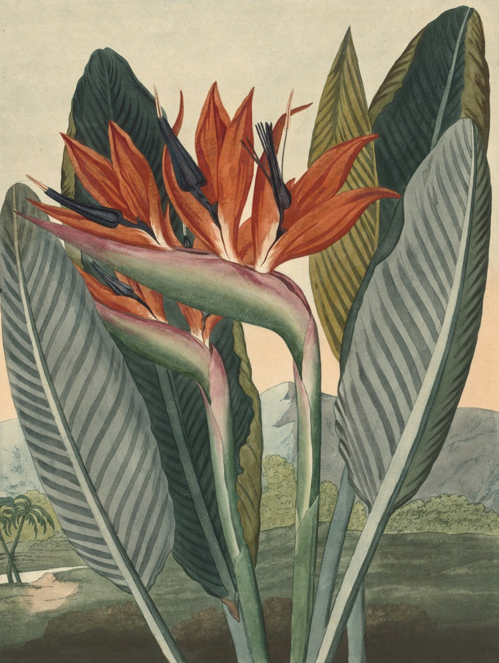 a painting of a plant with large leaves