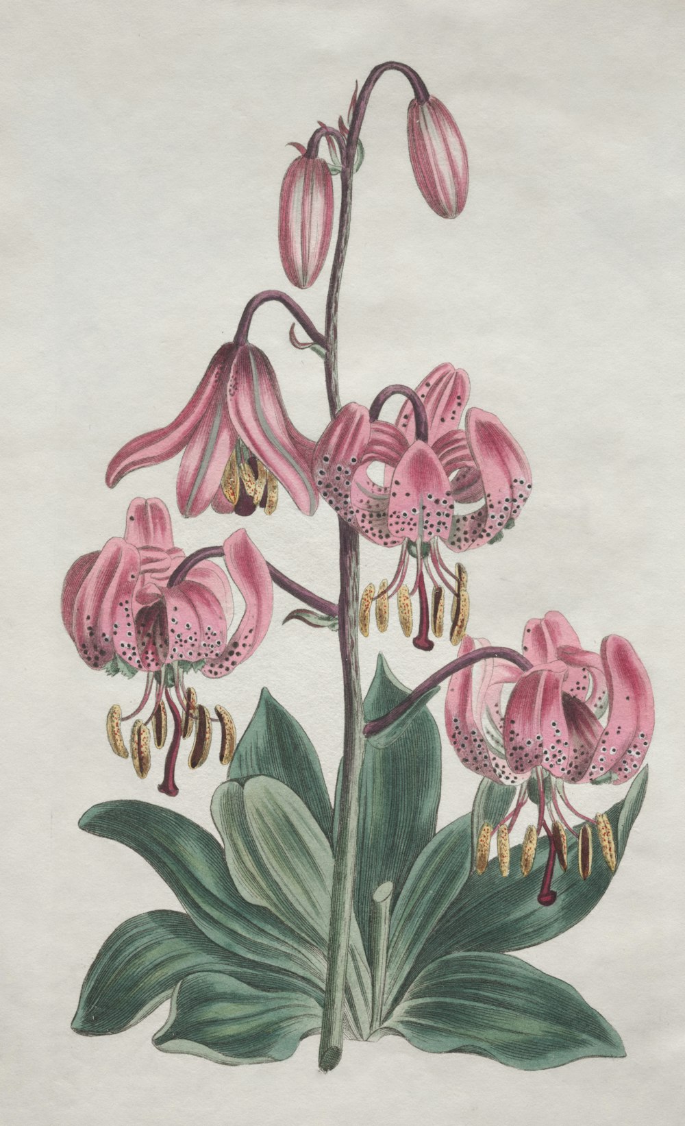 a drawing of a pink flower with green leaves