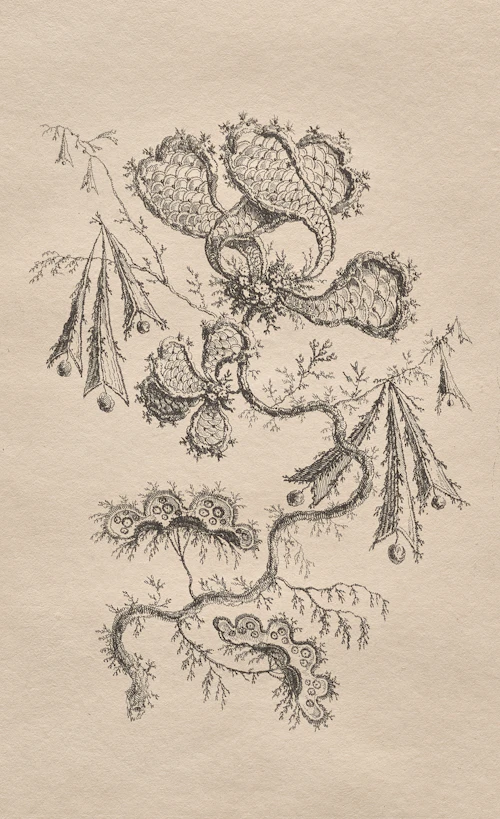 botanical cacao