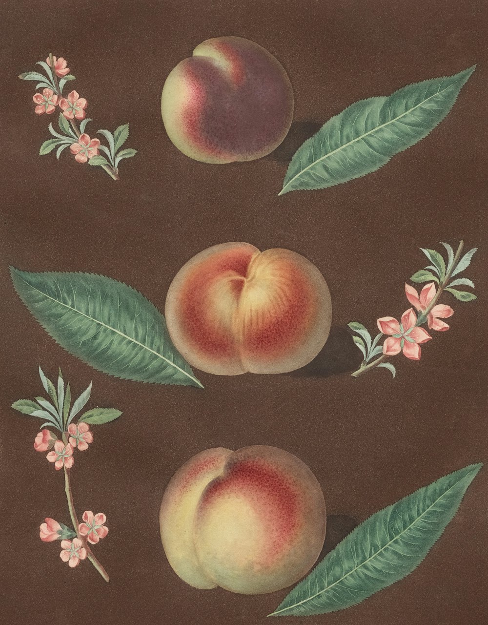 a painting of peaches and leaves on a brown background