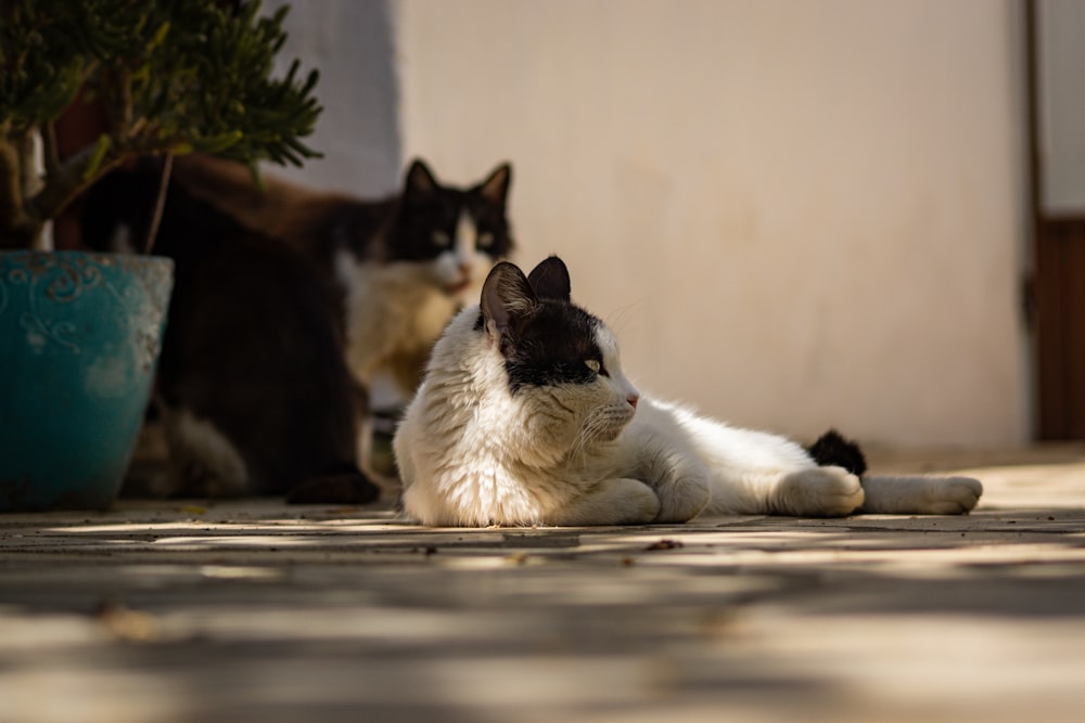 a black and white cat laying on the ground next to a potted plant