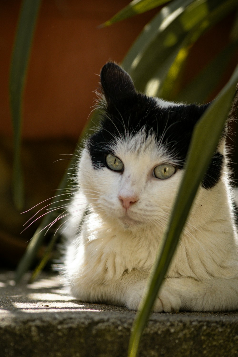 a black and white cat laying on the ground next to a plant