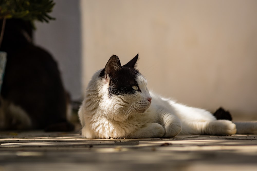 a black and white cat laying on the ground