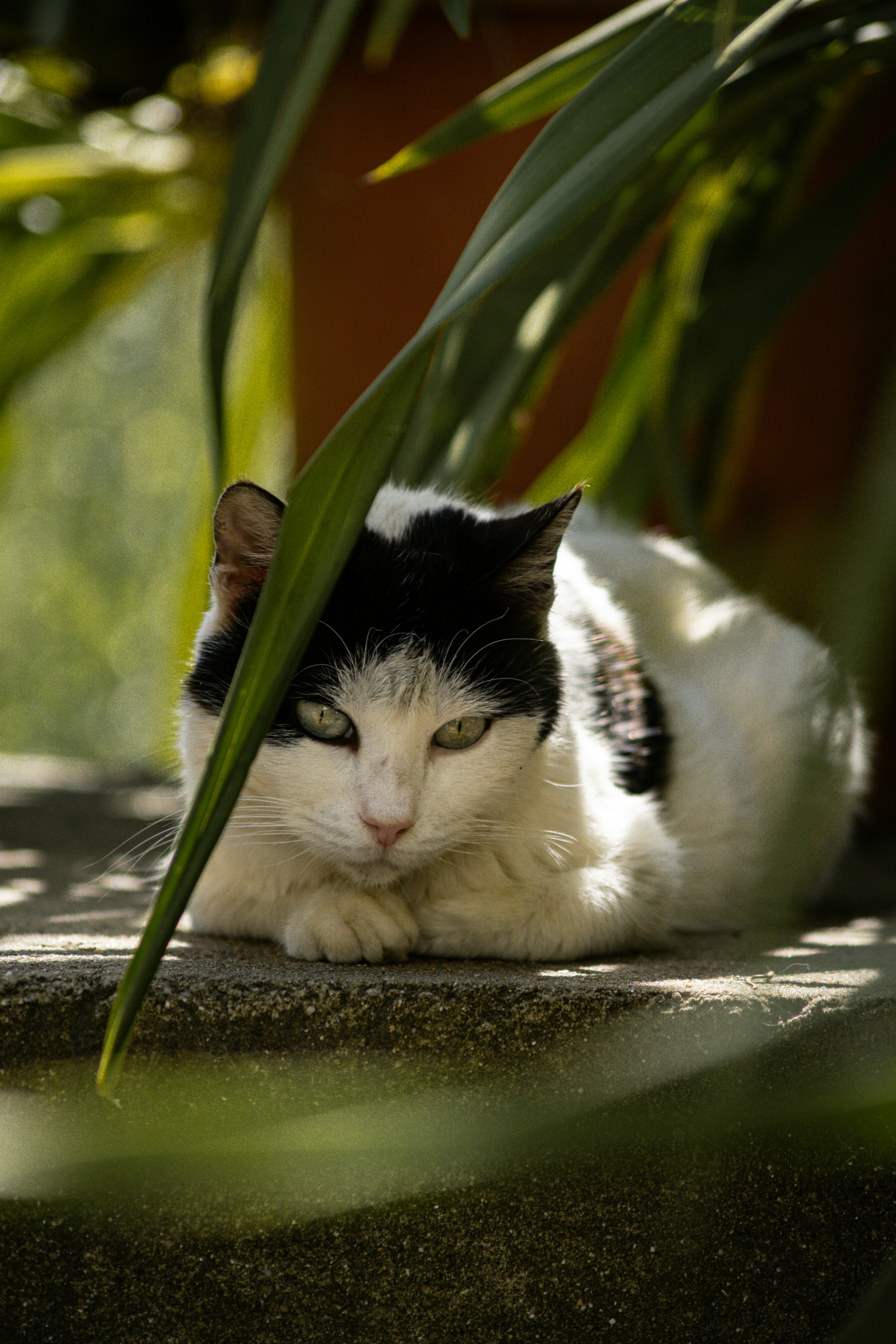 a black and white cat laying on the ground next to a plant