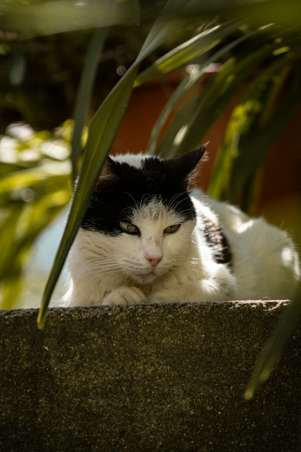 a black and white cat sitting in a planter