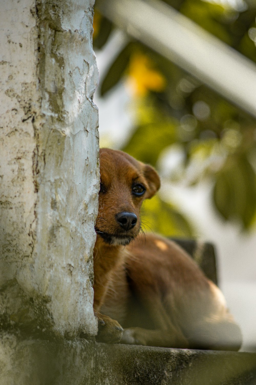 a brown dog is peeking out from behind a tree