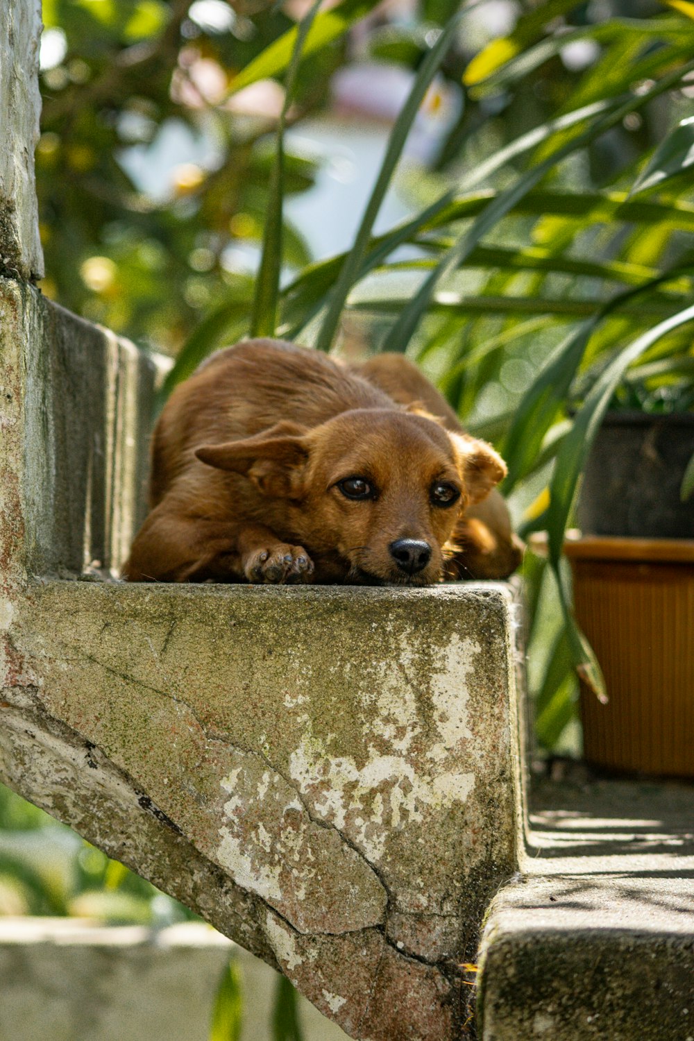 a brown dog laying on top of a cement bench