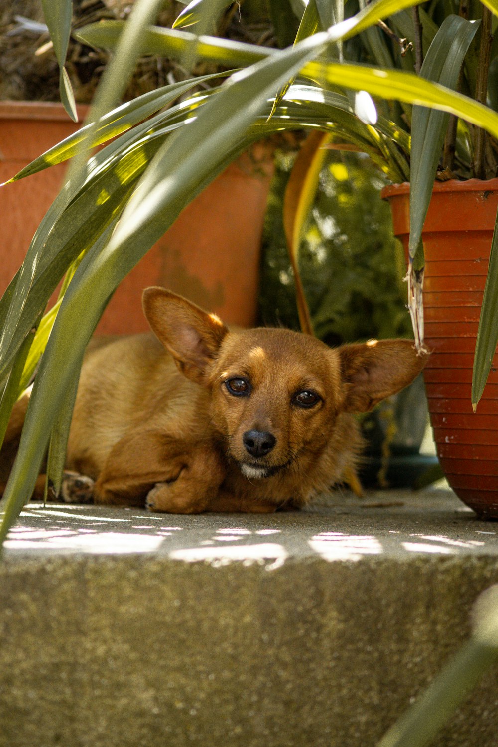 a small brown dog laying next to a potted plant