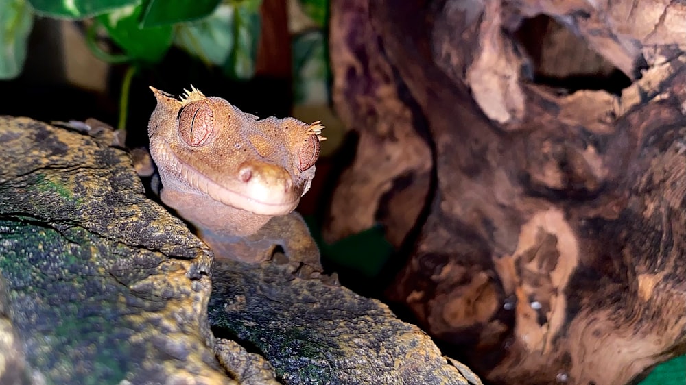 a small lizard is sitting on a rock