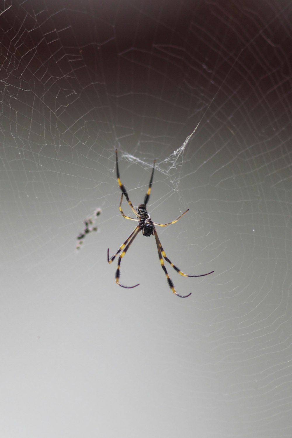 a close up of a spider on a web