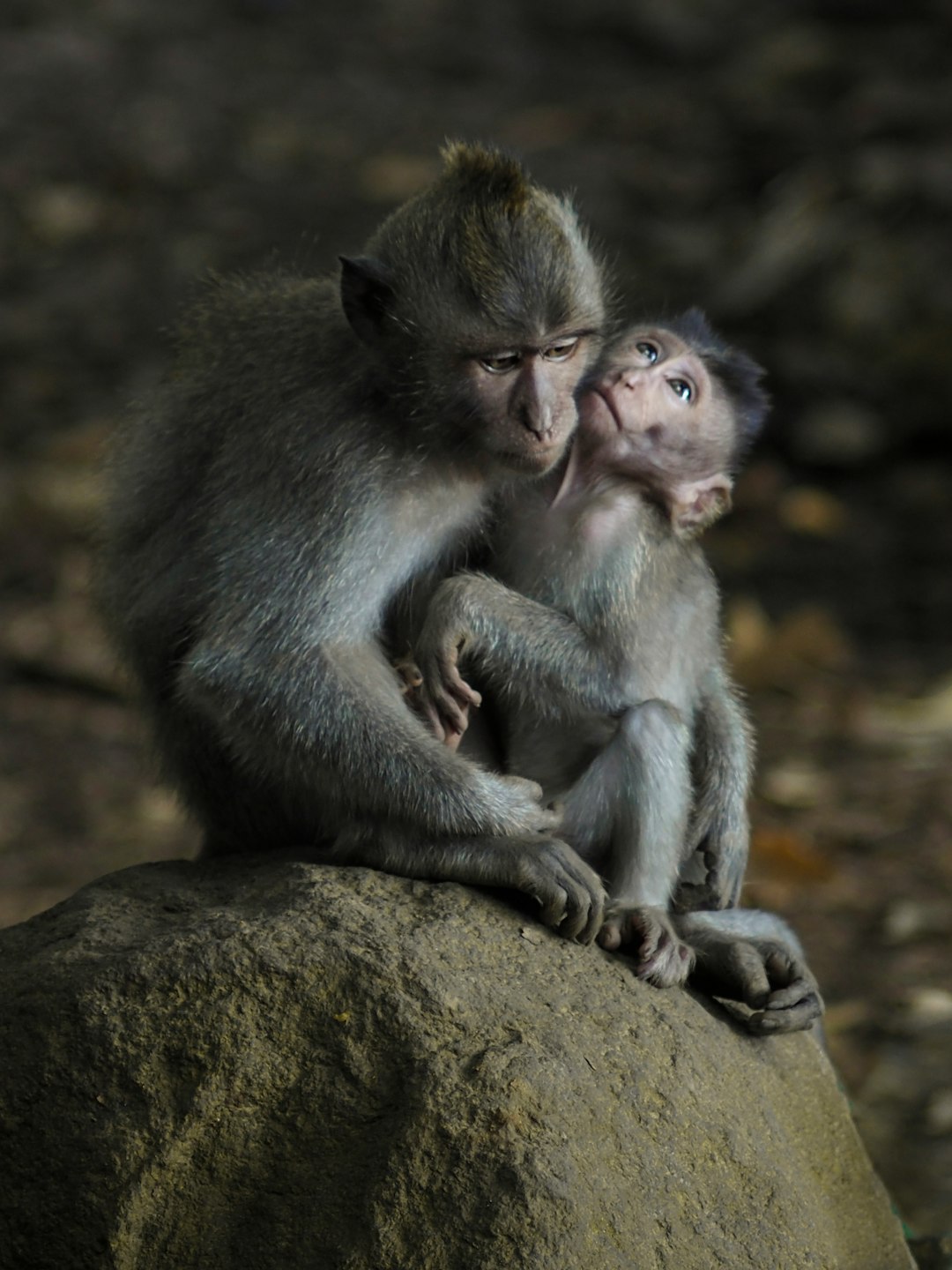 monkey baby with mother on a rock in Bali, Indonesia