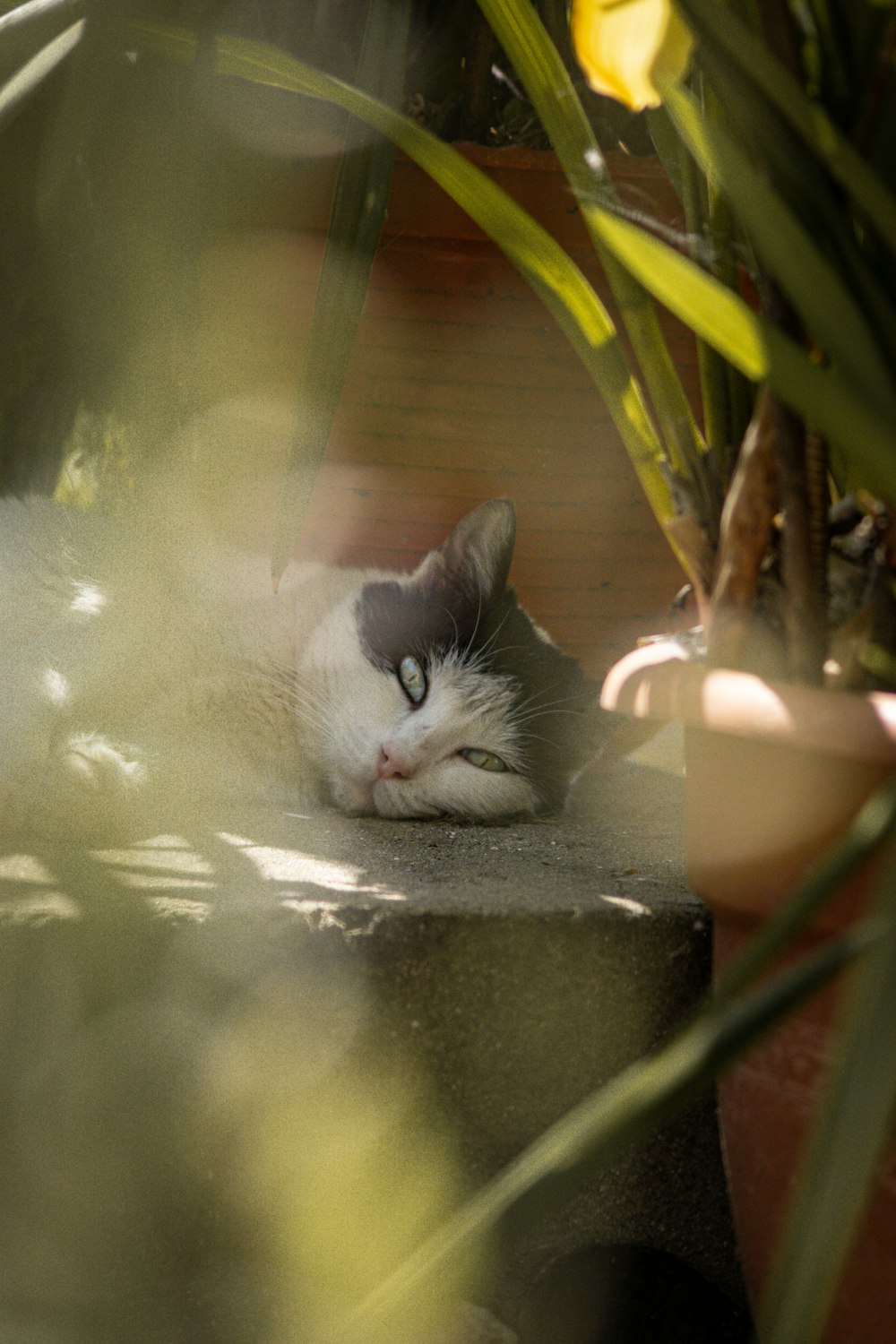 a cat laying on the ground next to a potted plant