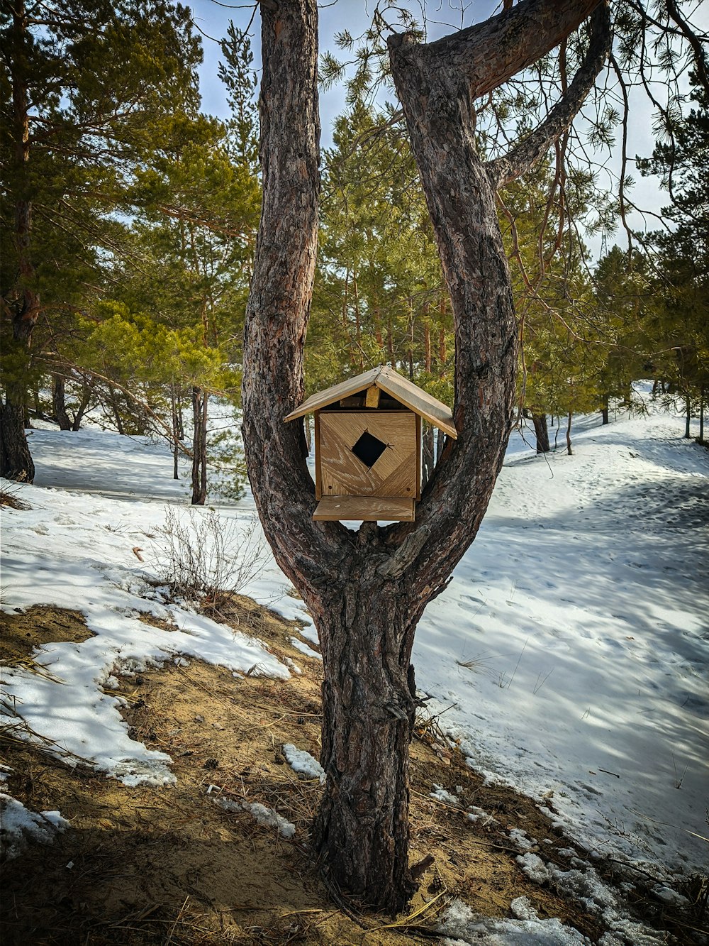 a bird house in a tree in the snow