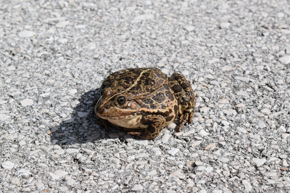 a small frog sitting on top of a gravel road